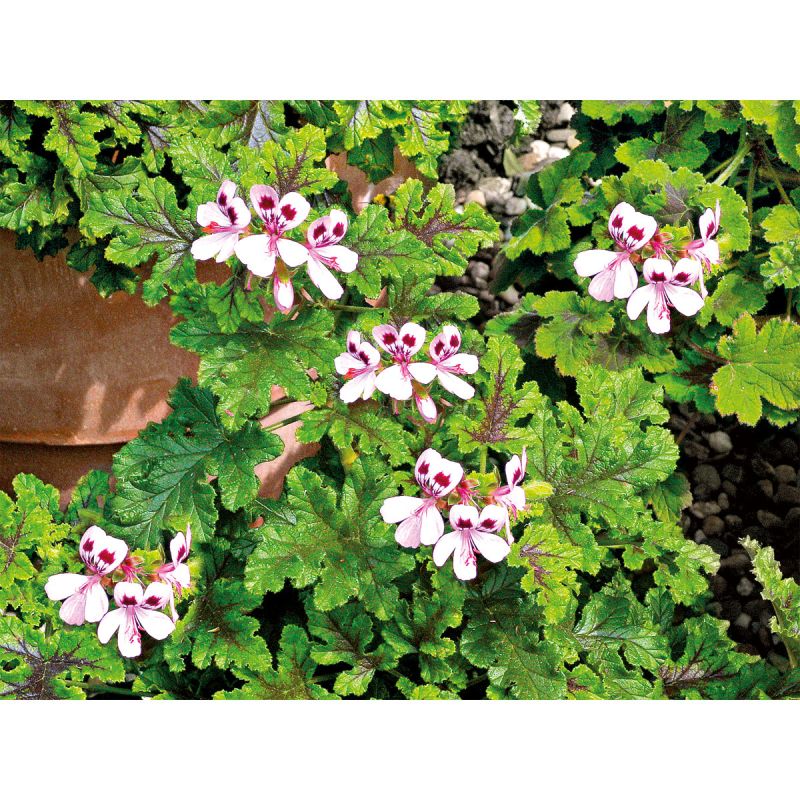 Plantiflor Duftgeranie Topf Durchmesser 12 cm
