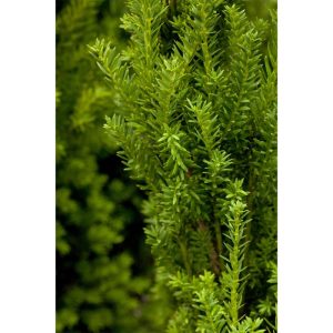 Plantiflor Becher-Eibe Hillii Topf Durchmesser 23 cm Plantiflor Becher-Eibe Hillii Topf Durchmesser 23 cm