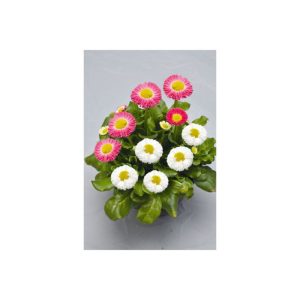 Plantiflor Gänseblümchen Trio Topf Durchmesser 13 cm Plantiflor Gänseblümchen Trio Topf Durchmesser 13 cm