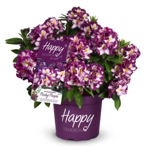 Alpenrose Happydendron Pushy Purple Topf Durchmesser 23 cm Alpenrose Happydendron Pushy Purple Topf Durchmesser 23 cm
