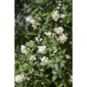 Plantiflor Ovalblättriger Liguster Topf Durchmesser 19 cm Plantiflor Ovalblättriger Liguster Topf Durchmesser 19 cm