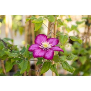 Plantiflor Waldrebe Ville de Lyon Topf Durchmesser 17 cm Plantiflor Waldrebe Ville de Lyon Topf Durchmesser 17 cm