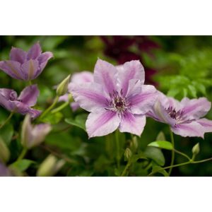 Plantiflor Waldrebe Nelly Moser Topf Durchmesser 17 cm Plantiflor Waldrebe Nelly Moser Topf Durchmesser 17 cm