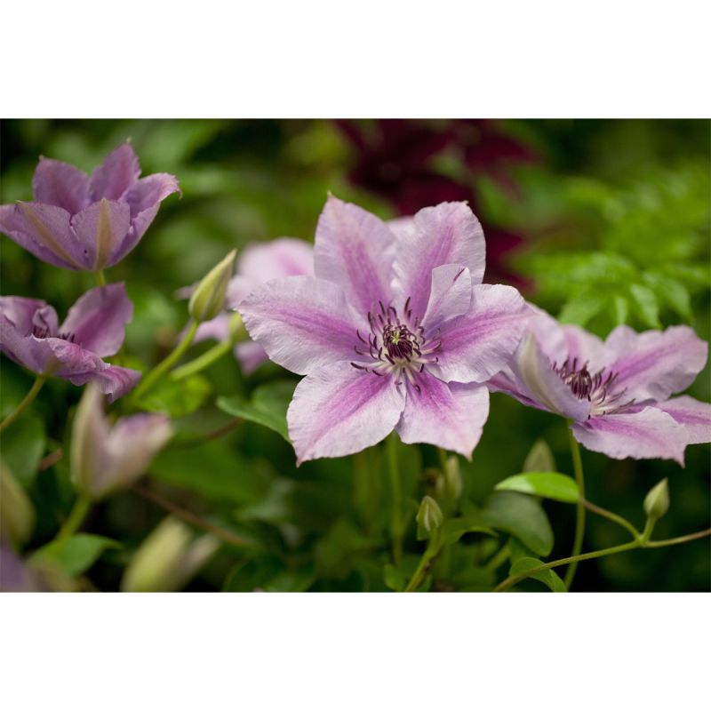 Plantiflor Waldrebe Nelly Moser Topf Durchmesser 17 cm