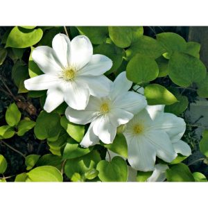 Plantiflor Clematis Mme Le Coultre Topf Durchmesser 17 cm Plantiflor Clematis Mme Le Coultre Topf Durchmesser 17 cm