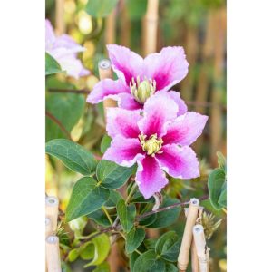 Plantiflor Waldrebe Piilu Topf Durchmesser 17 cm Plantiflor Waldrebe Piilu Topf Durchmesser 17 cm