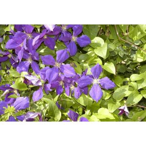 Plantiflor Waldrebe Jackmanii Topf Durchmesser 17 cm Plantiflor Waldrebe Jackmanii Topf Durchmesser 17 cm