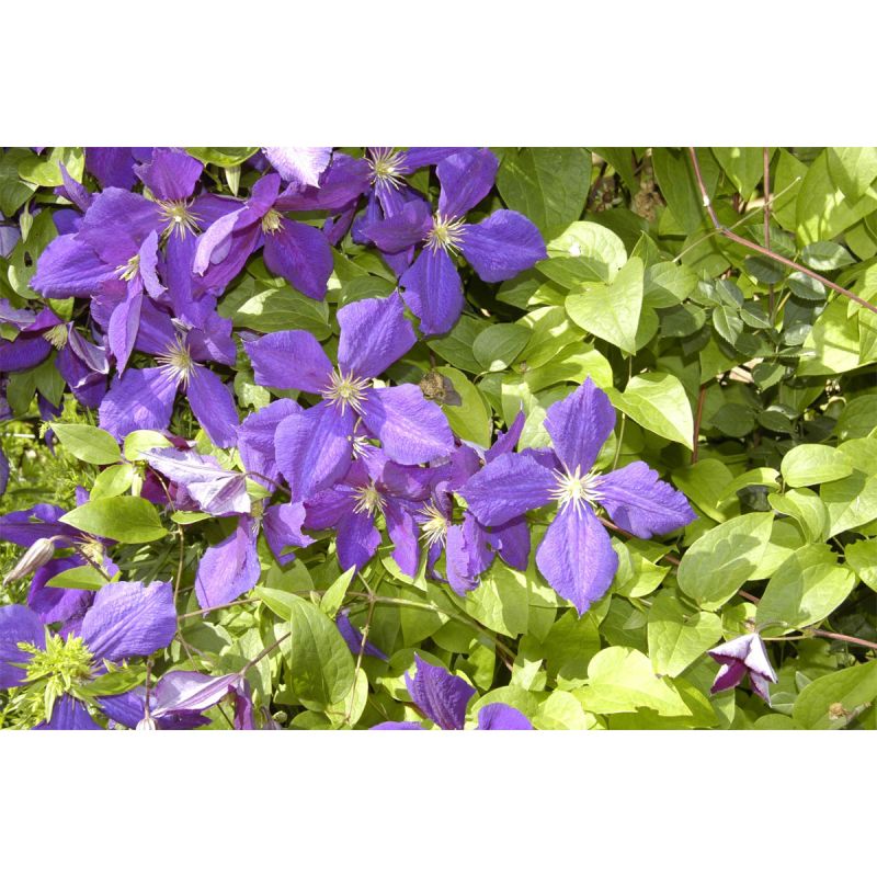 Plantiflor Waldrebe Jackmanii Topf Durchmesser 17 cm
