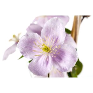 Plantiflor Berg-Waldrebe Rubens Topf Durchmesser 17 cm Plantiflor Berg-Waldrebe Rubens Topf Durchmesser 17 cm