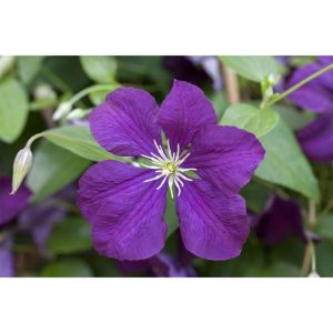 Plantiflor Herbstblühende Waldrebe Etoile Violett Topf Durchmesser 17 cm Plantiflor Herbstblühende Waldrebe Etoile Violett Topf Durchmesser 17 cm