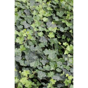 Plantiflor Großblättriger Irischer Efeu Topf Durchmesser 17 cm Plantiflor Großblättriger Irischer Efeu Topf Durchmesser 17 cm