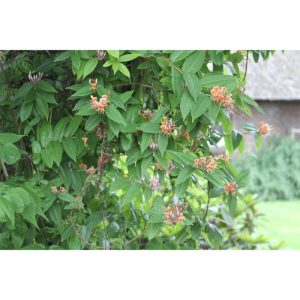 Plantiflor Immergrünes Geißblatt Topf Durchmesser 17 cm Plantiflor Immergrünes Geißblatt Topf Durchmesser 17 cm