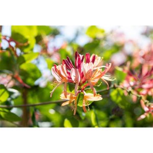 Plantiflor Geißblatt Goldflame Topf Durchmesser 17 cm Plantiflor Geißblatt Goldflame Topf Durchmesser 17 cm