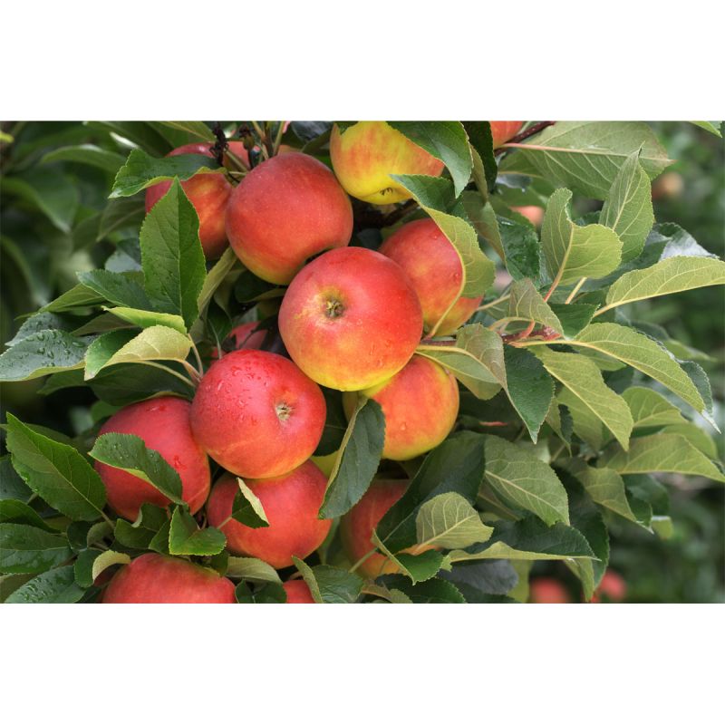 Plantiflor Herbstapfel Elstar Busch Topf Durchmesser 28 cm