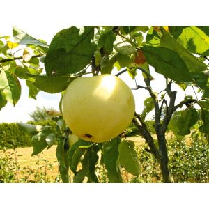 Plantiflor Sommerapfel Weißer Klarapfel Busch Topf Durchmesser 28 cm Plantiflor Sommerapfel Weißer Klarapfel Busch Topf Durchmesser 28 cm