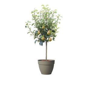 Plantiflor Birnenbaum im Topf Durchmesser 30 cm Plantiflor Birnenbaum im Topf Durchmesser 30 cm