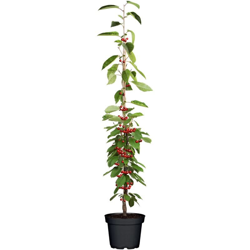 Plantiflor  Süßkirschenbaum im Topf Durchmesser 30 cm