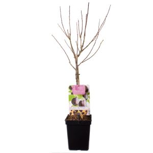 Plantiflor Pflaumenbaum im Topf Durchmesser 30 cm Plantiflor Pflaumenbaum im Topf Durchmesser 30 cm