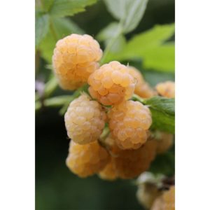 Plantiflor Sommerhimbeere Golden Queen Topf Durchmesser 17 cm Plantiflor Sommerhimbeere Golden Queen Topf Durchmesser 17 cm