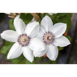 Plantiflor Waldrebe Miss Bateman Topf Durchmesser 17 cm Plantiflor Waldrebe Miss Bateman Topf Durchmesser 17 cm