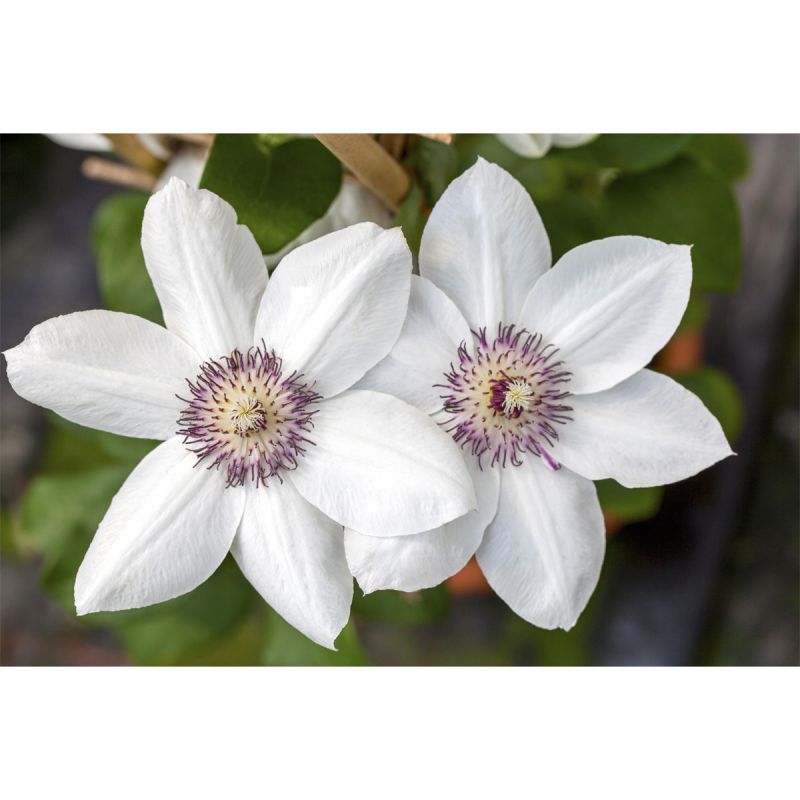 Plantiflor Waldrebe Miss Bateman Topf Durchmesser 17 cm