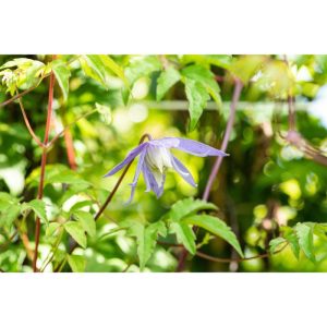Plantiflor Alpenwaldrebe Blau Topf Durchmesser 17 cm Plantiflor Alpenwaldrebe Blau Topf Durchmesser 17 cm