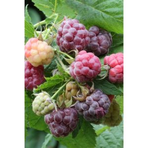 Plantiflor Himbeere Glen Coe Topf Durchmesser 17 cm Plantiflor Himbeere Glen Coe Topf Durchmesser 17 cm