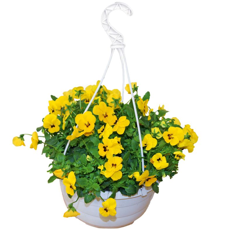 Plantiflor Hornveilchen Ampel Durchmesser 25 cm