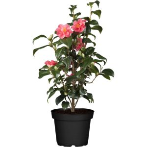 Plantiflor IMPO Camellia japonica T12 Plantiflor IMPO Camellia japonica T12