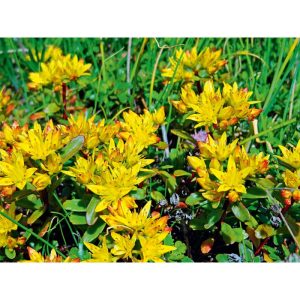 Plantiflor Mauerpfeffer Topf Durchmesser 12 cm Plantiflor Mauerpfeffer Topf Durchmesser 12 cm