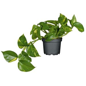 Plantiflor Efeutute Topf Durchmesser 12 cm Plantiflor Efeutute Topf Durchmesser 12 cm