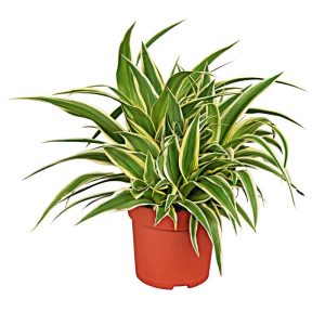 Plantiflor Grünlilie Ocean 25-30 cm T12 Plantiflor Grünlilie Ocean 25-30 cm T12