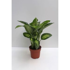 Plantiflor Dieffenbachie 80 cm Topf 24 cm Plantiflor Dieffenbachie 80 cm Topf 24 cm