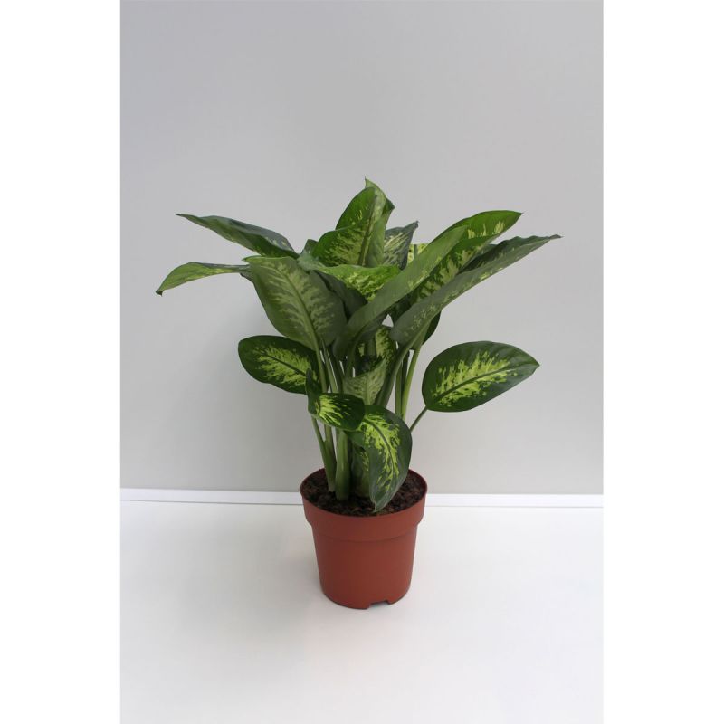 Plantiflor Dieffenbachie 80 cm Topf 24 cm