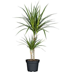 Plantiflor ZGRÜ Dracaena 2er Tuff T17 75-80 cm Plantiflor ZGRÜ Dracaena 2er Tuff T17 75-80 cm