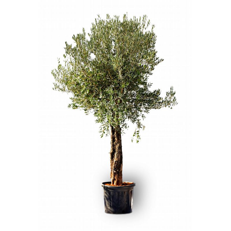 Plantiflor Oliven-Stamm Old Skin