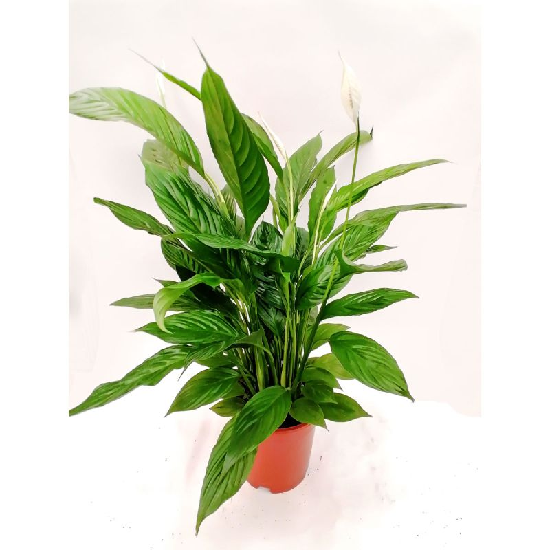 Plantiflor Einblatt T17