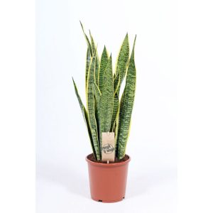 Plantiflor ZGRÜ Sanseveria laurentii T17 Plantiflor ZGRÜ Sanseveria laurentii T17