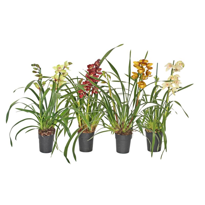 Plantiflor Cymbidium Topf Durchmesser 14 cm