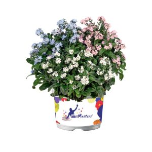 Vergissmeinnicht Trio Topf Durchmesser 13 cm Vergissmeinnicht Trio Topf Durchmesser 13 cm