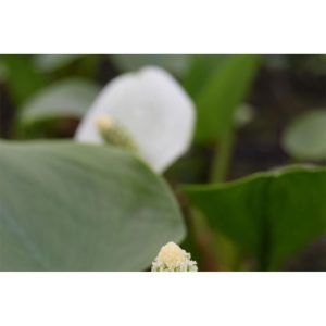 Plantiflor Drachenwurz Topf Durchmesser 13 cm Plantiflor Drachenwurz Topf Durchmesser 13 cm