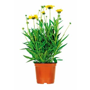 Plantiflor Steingartenstauden im Topf Durchmesser 13 cm Plantiflor Steingartenstauden im Topf Durchmesser 13 cm