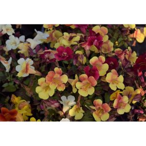Plantiflor Gauklerblumen Topf Durchmesser 13 cm Plantiflor Gauklerblumen Topf Durchmesser 13 cm