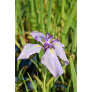 Plantiflor Iris Topf Durchmesser 13 cm Plantiflor Iris Topf Durchmesser 13 cm