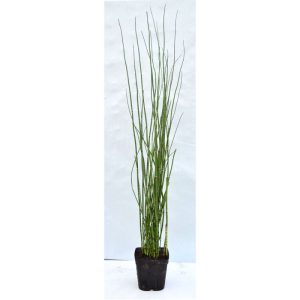 Plantiflor Winter-Schachtelhalm Topf Durchmesser 17 cm Plantiflor Winter-Schachtelhalm Topf Durchmesser 17 cm