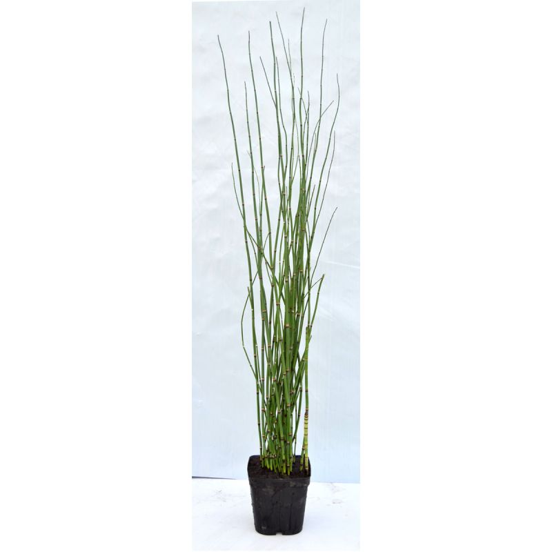 Plantiflor Winter-Schachtelhalm Topf Durchmesser 17 cm