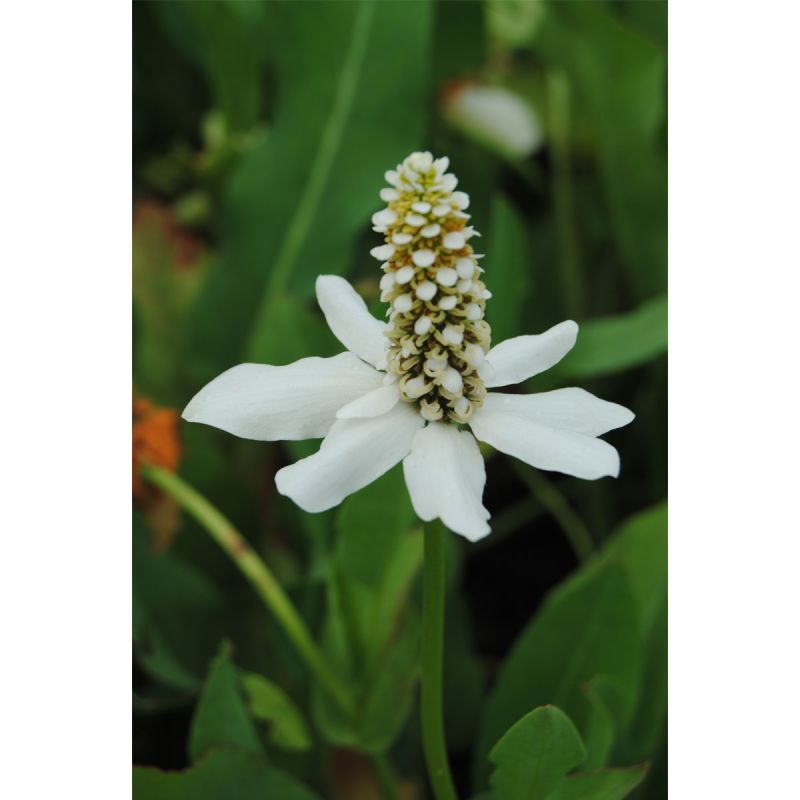 Plantiflor Kalifornischer Eidechsenschwanz Topf Durchmesser 17 cm