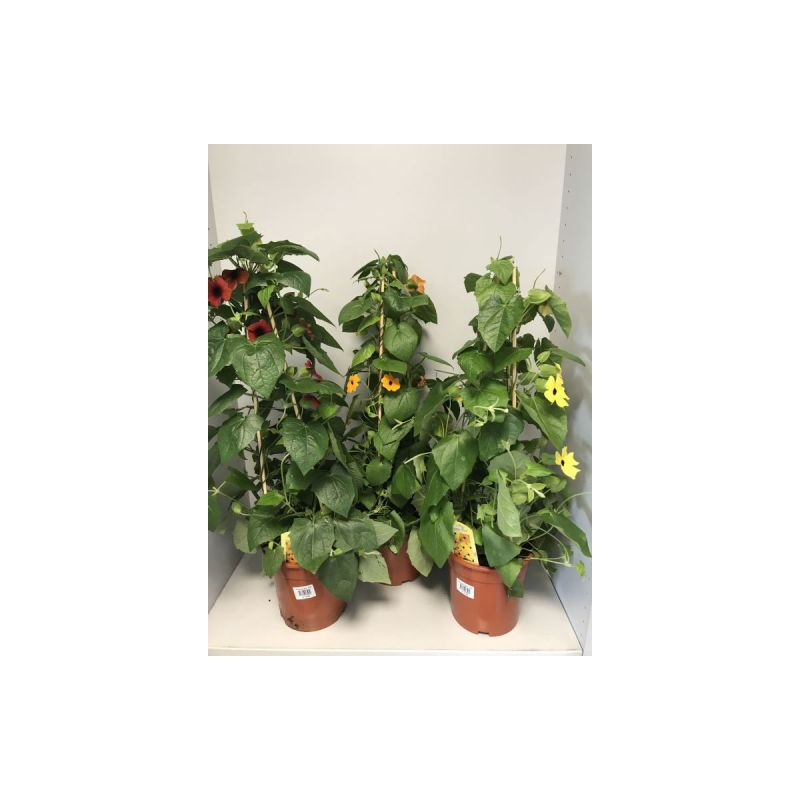 Plantiflor Thunberigen Pyramide verschiedene Farben T19