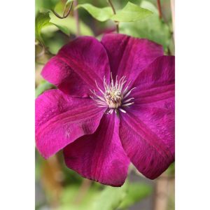 Plantiflor Rote Großblumige Waldrebe Topf Durchmesser 17 cm Plantiflor Rote Großblumige Waldrebe Topf Durchmesser 17 cm