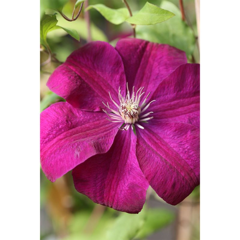 Plantiflor Rote Großblumige Waldrebe Topf Durchmesser 17 cm